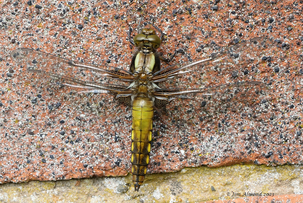 First dragonflies on the wing…