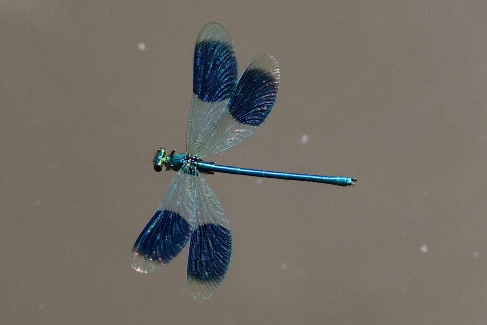 Migrant Hawker on the wing…