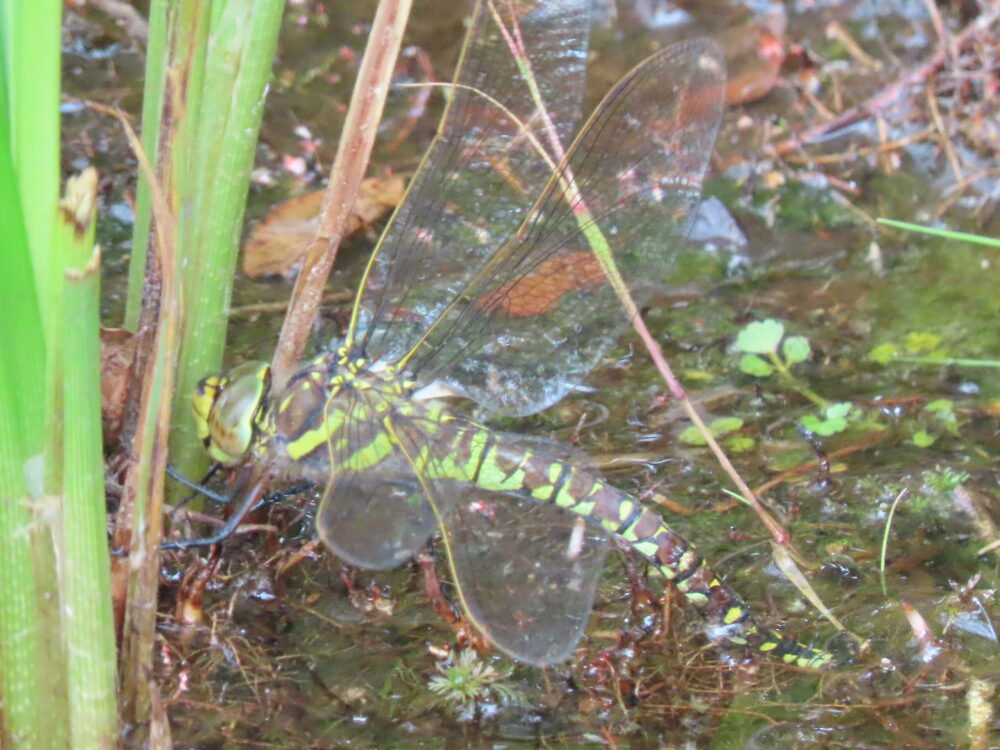 Declining species to look out for…