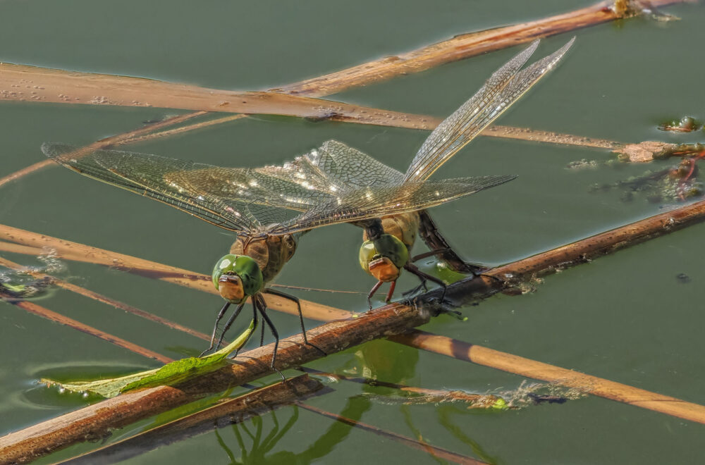 Look out for hawkers in tandem…