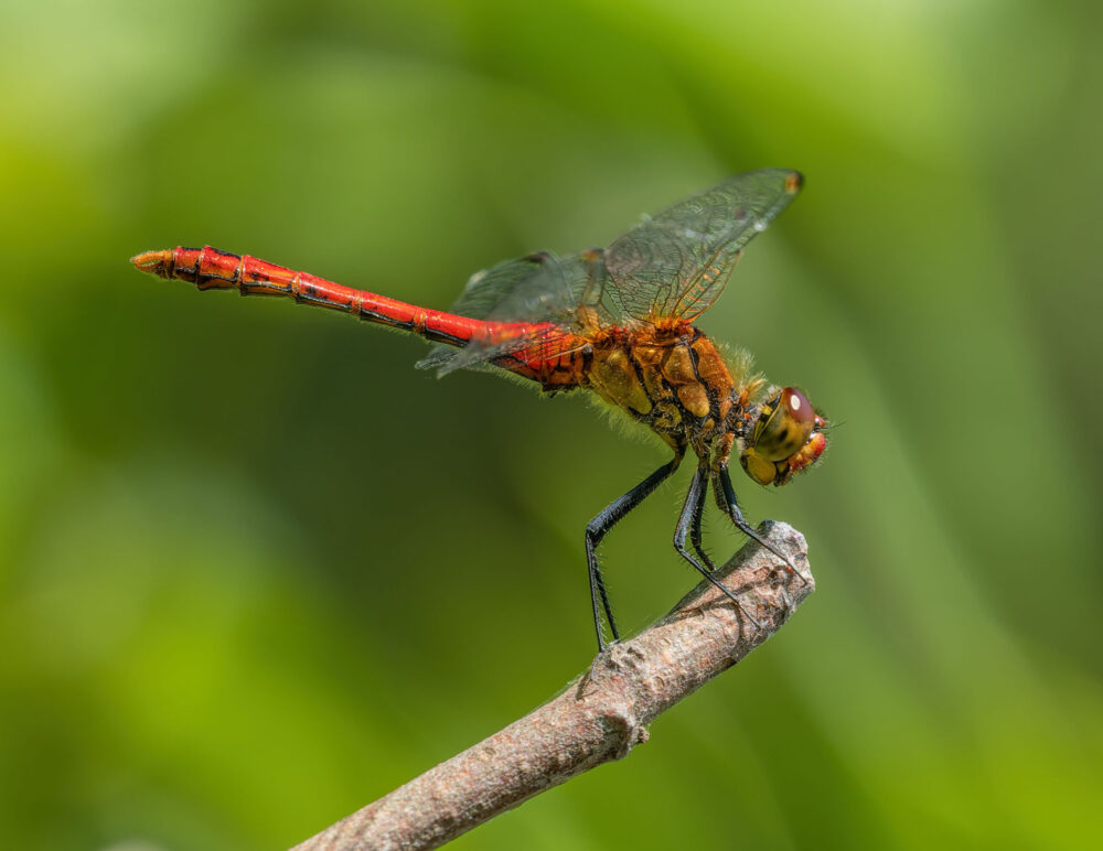 Darter dilemmas…