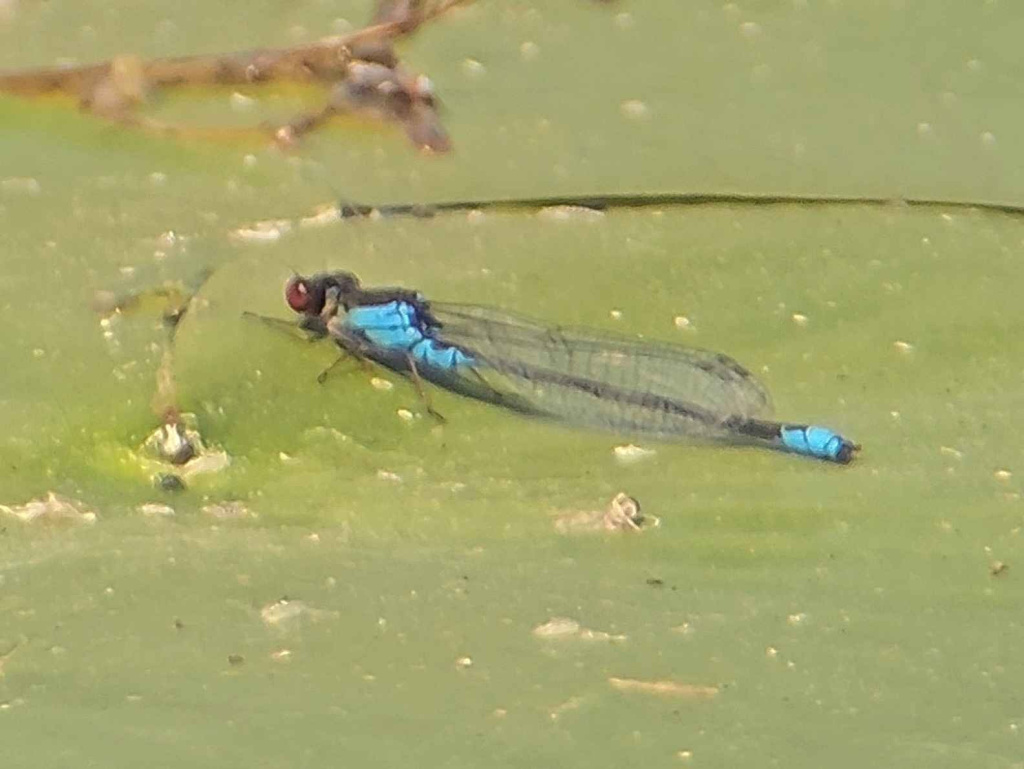 A good year for Small Red-eyed Damselflies…