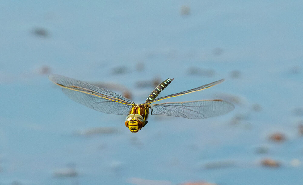 Hawking over puddles…