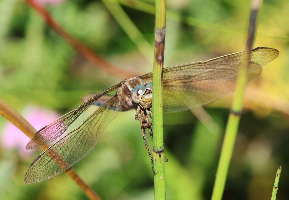 Keeled Skimmer sightings at last…