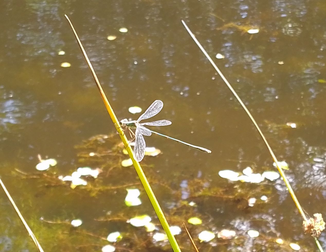 Watch out for Willow Emerald…