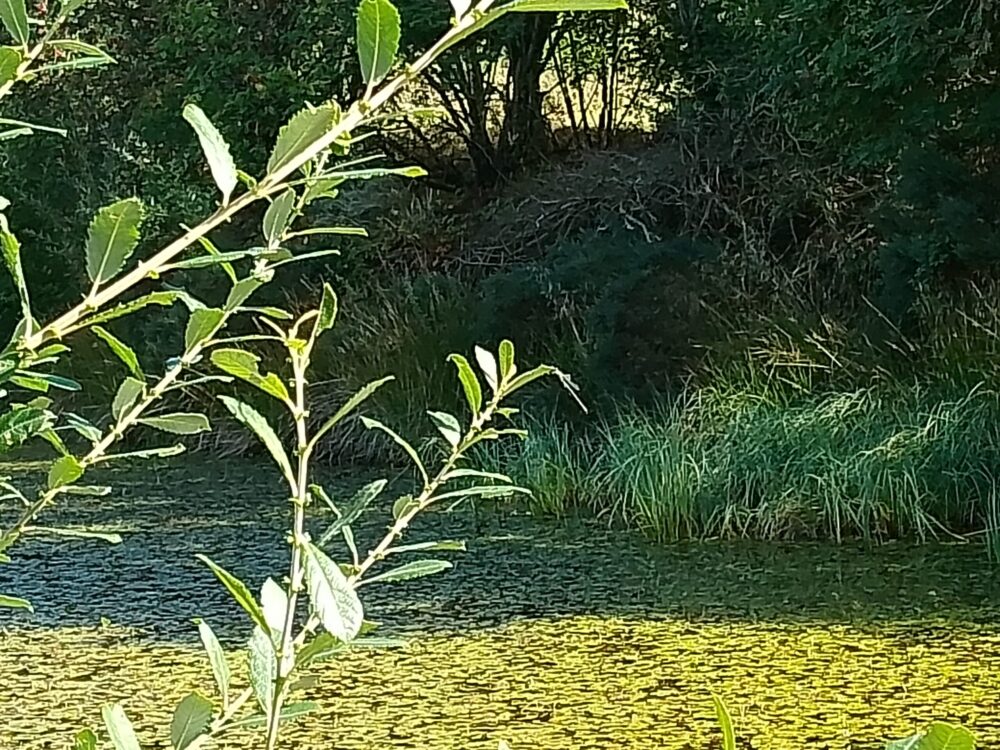 Willow Emerald at The Bog…