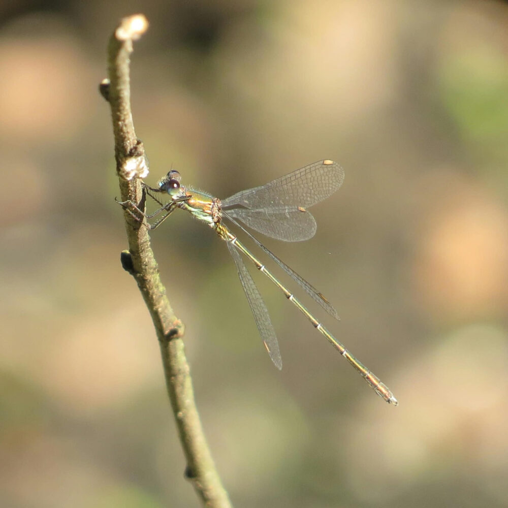 More Willow Emeralds!